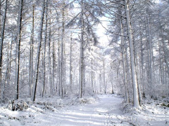 冬の早来山林