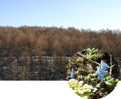 早春の早来社有林