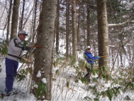 トドマツ立木調査