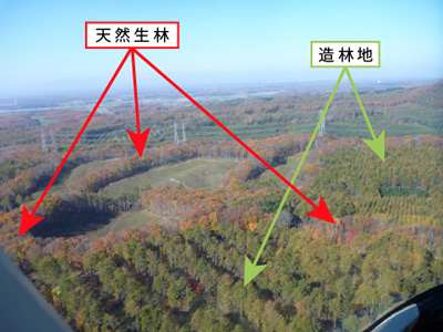 早来山林を上空から撮影。