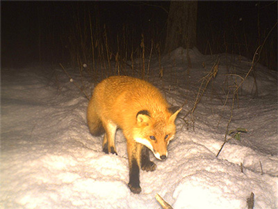 早来山林の定点カメラに写ったキタキツネ