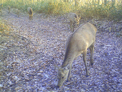 早来（はやきた）山林の林道を行列して歩くシカ