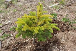 トドマツの苗木