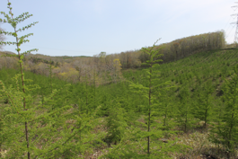 カラマツ（植栽後６年目）