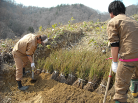 カラマツの仮植（かしょく）