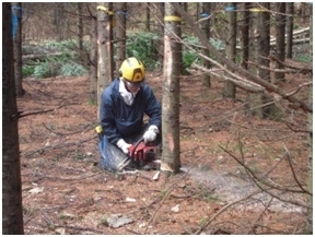 間伐作業の様子