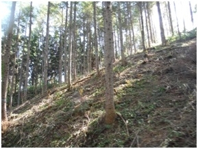 間伐により明るくなった林内