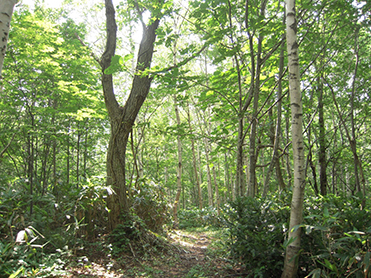 柔らかな日差しが差し込む林内（手稲山林）