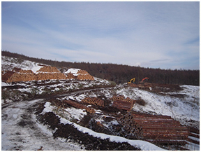 主伐により伐採した木材の積み上げ作業