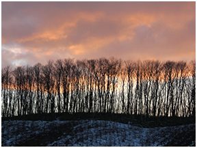 主伐において敢えて残した保全区域（尾根林）