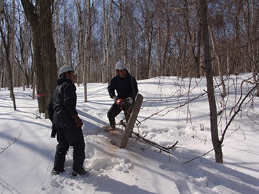 市民の森で危険木等を処理する様子（手稲山林）