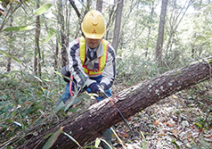 風倒木処理