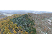 美唄山林
（写真左から 紅葉したカラマツ、常緑のトドマツ、落葉した広葉樹）