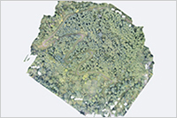 間伐事業地のオルソ画像