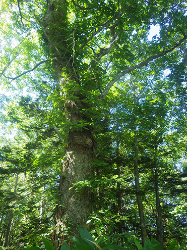 寿命が500年を超すという「ミズナラ」