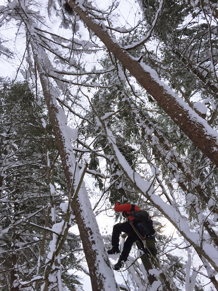 「北海道クマタカ研究会」の方々が、
木を登ってクマタカの巣内を調査する様子