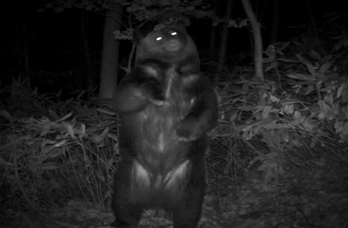 社有林内の定点カメラによって撮影されたヒグマ（札幌市提供）