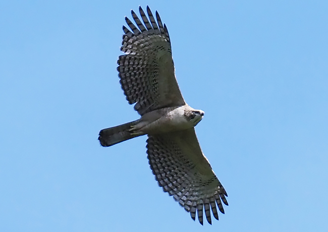 社有林上空を飛翔するクマタカの幼鳥
（上記北海道クマタカ研究会撮影）