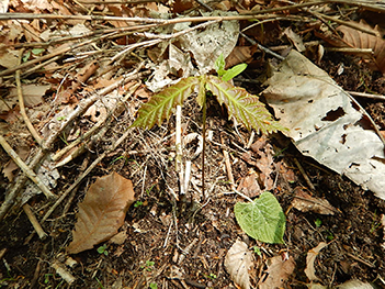 大木も小さな実生（苗木）から