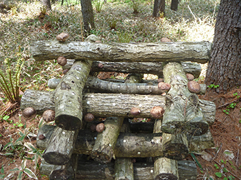 細い枝木は、シイタケ栽培の「ほだ木」として活用