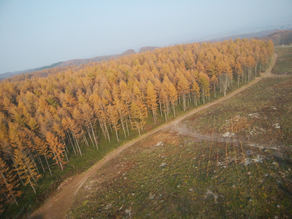 黄金色に色づく晩秋のカラマツ林（早来山林）