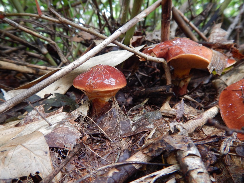 カラマツ林に顔を出すハナイグチ