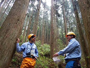 スギ林の調査（生野山林）