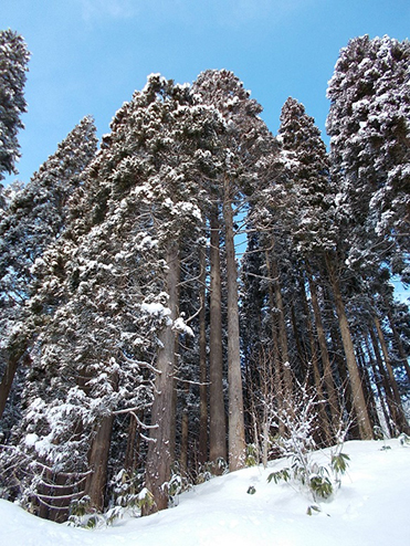 冬のスギ林（森山林）
