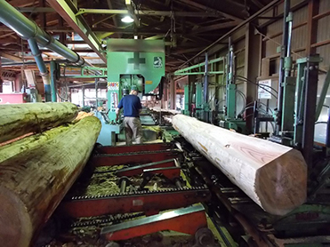 社有林産のスギを製材する様子