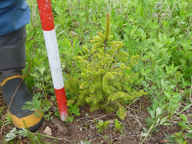 アカエゾマツの苗木