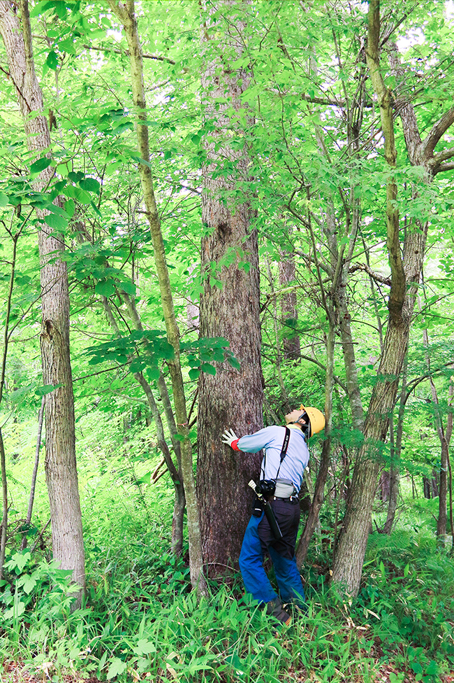 天然木の混じりあう森 - 100年先の森の姿を考える
