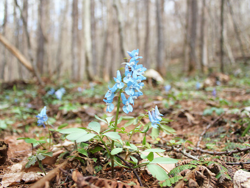 エゾエンゴサク