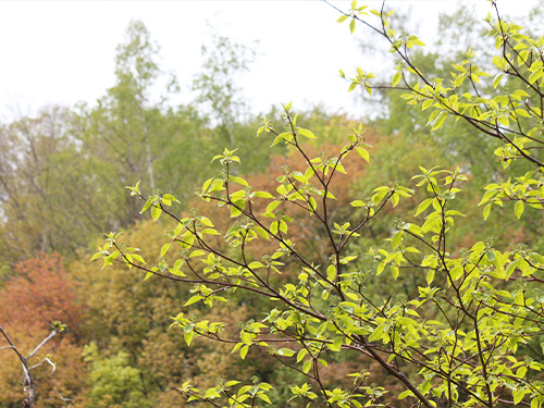 新緑の葉を広げるミズキ