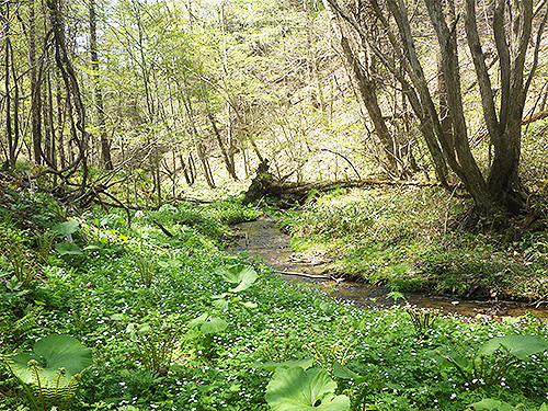ニリンソウが咲く清流