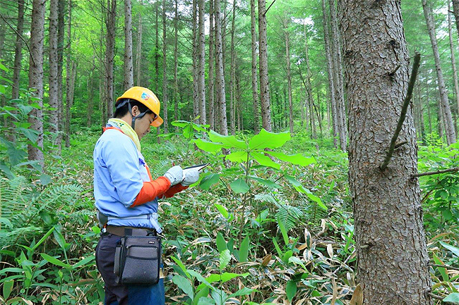 天然に発芽した木（ホオノキ）