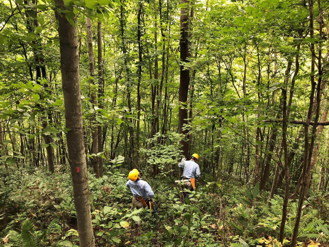 育てる木を吟味する
