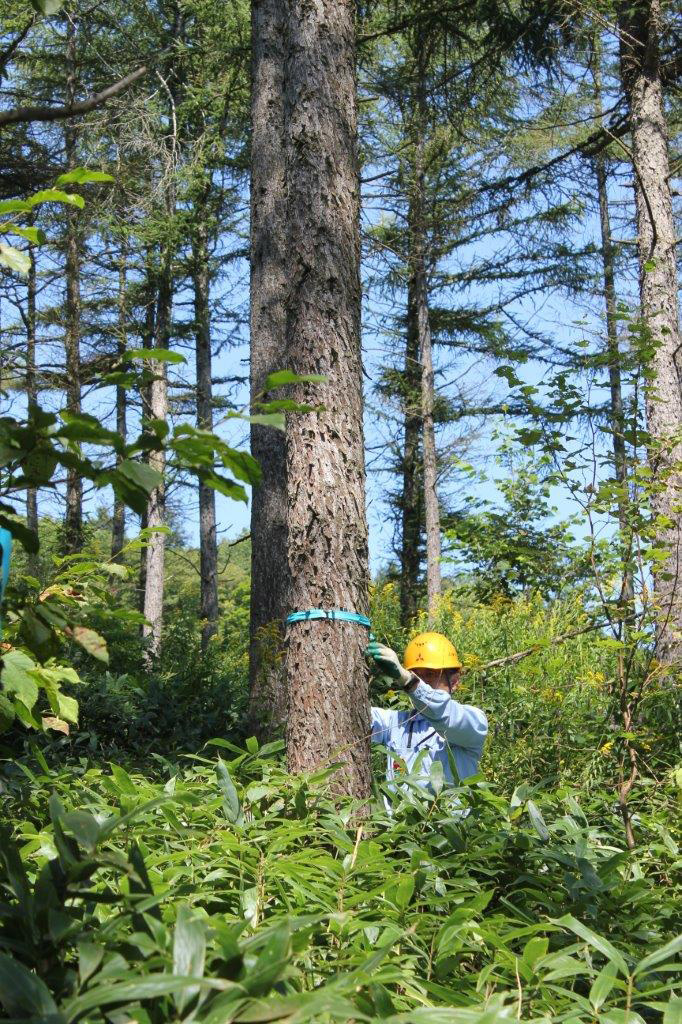  育てる木には青テープを巻く