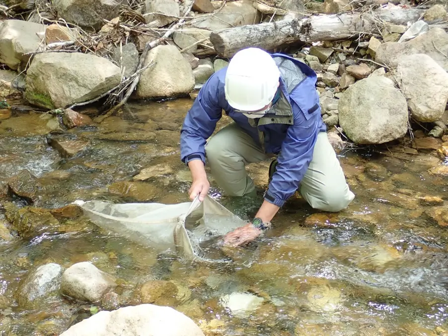 河川生態調査（底生生物の採取）